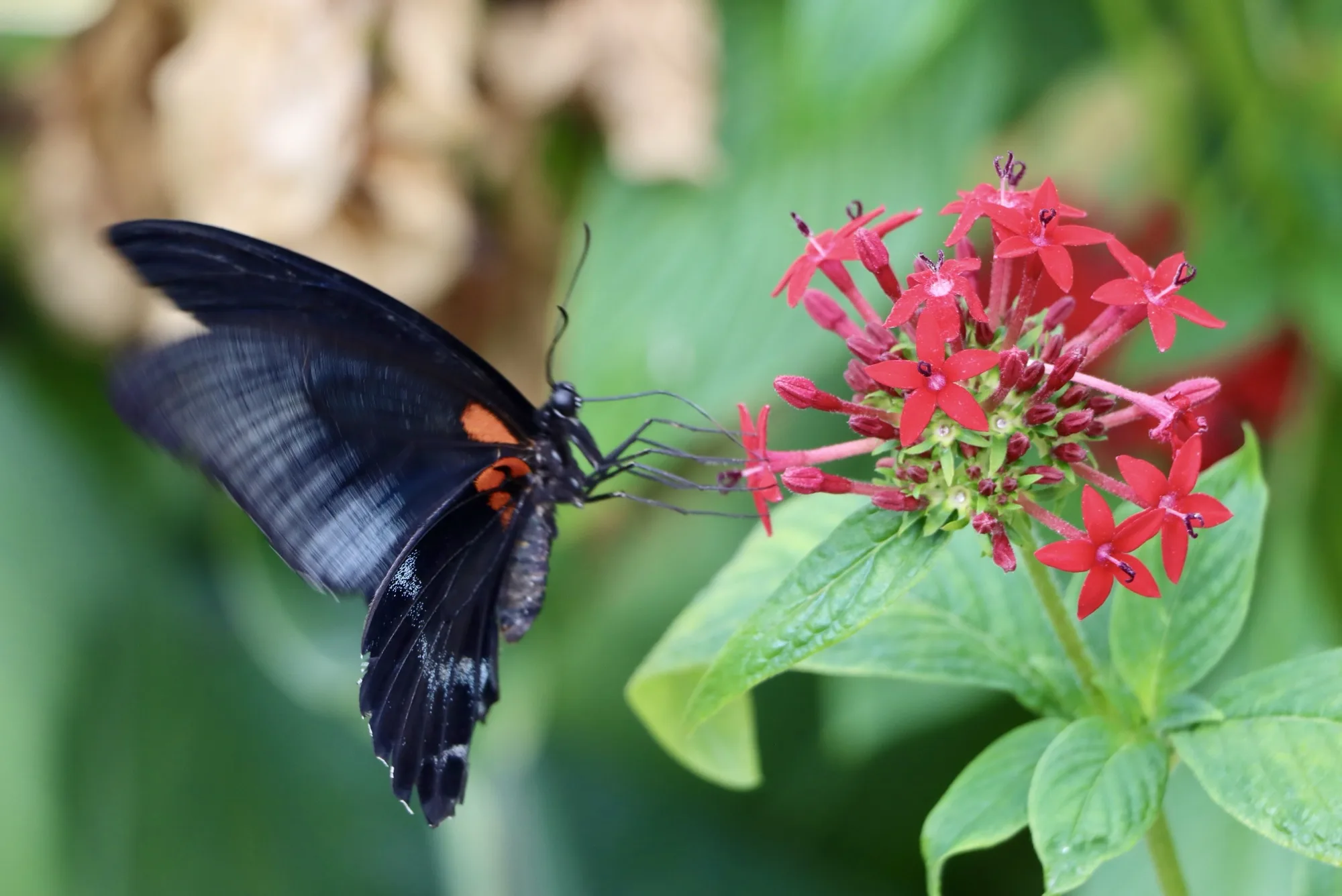 A photo of a black butterfly feeding off a red flower at the Tropical Butterfly House