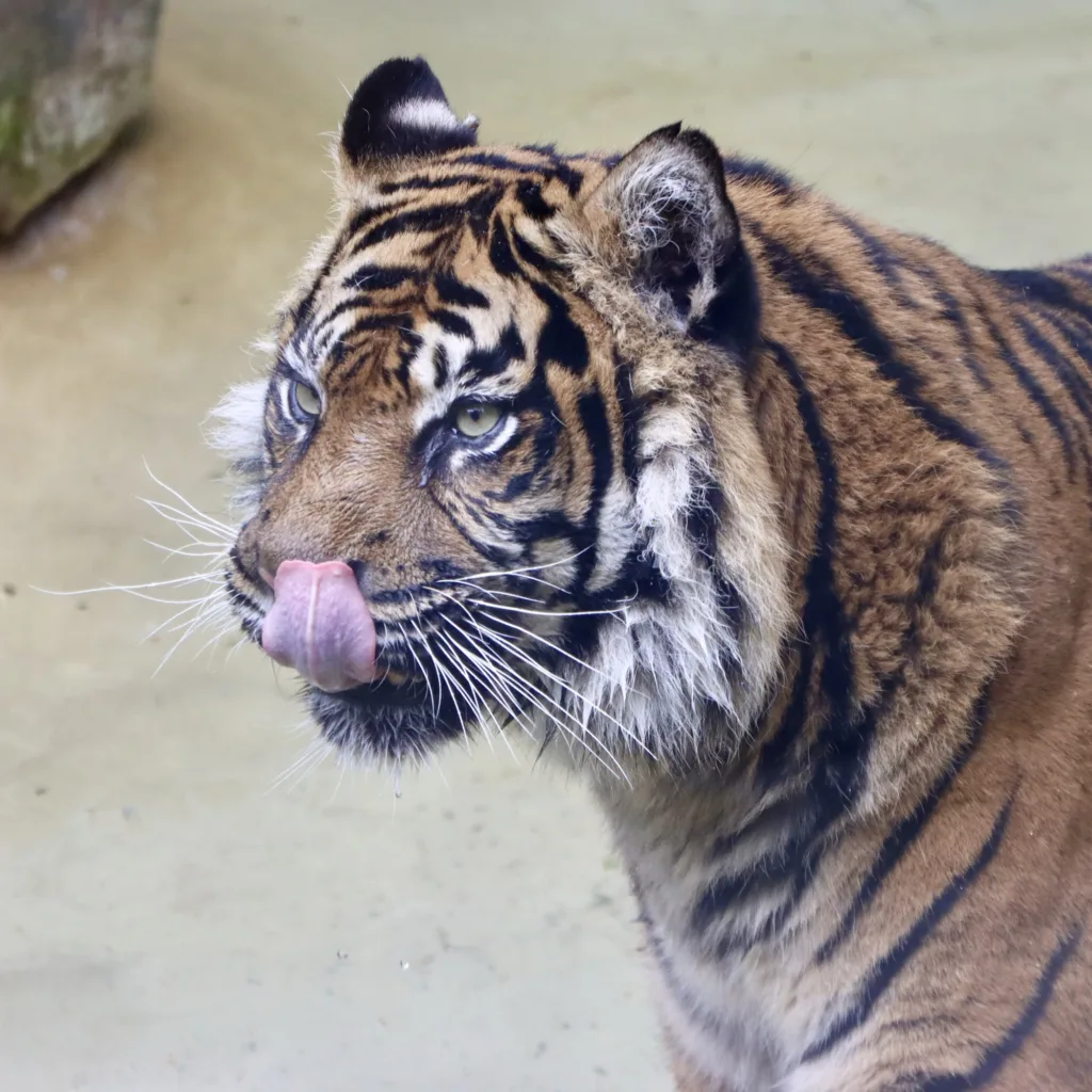A photo of a tiger licking its mouth at Dudley Zoo