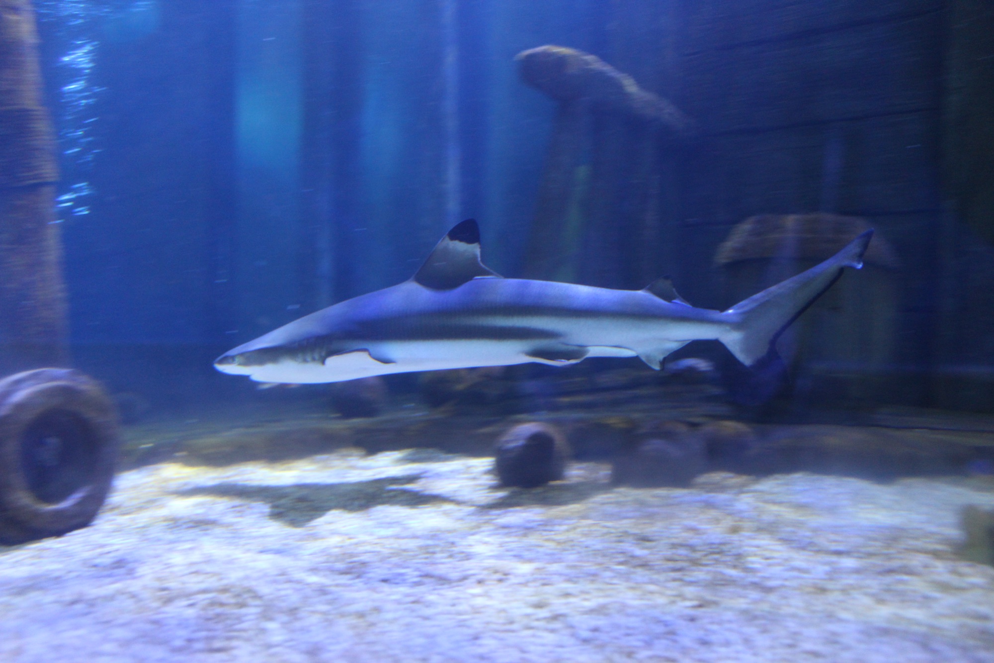 A photo of a shark at Hastings aquarium.