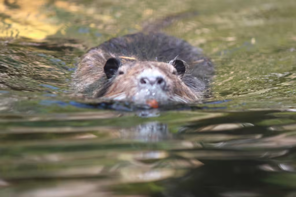 A photo of a Coypu at Aquarium du Perigord Noir