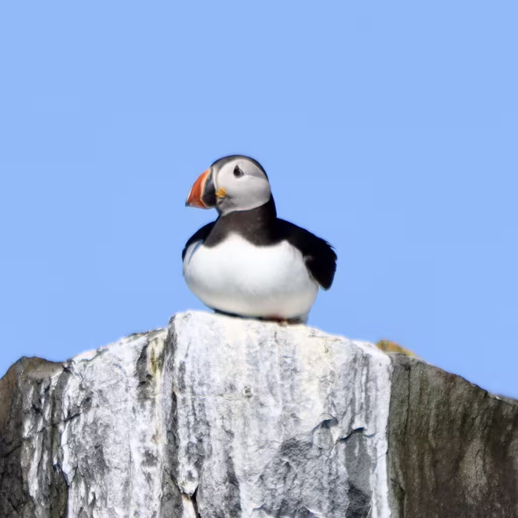 A photo of an Atlantic Puffin sat on a rock on the Farne Islands