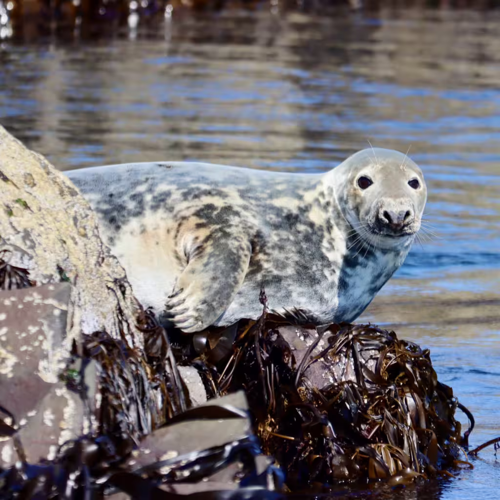 A photo of a grey seal sat on a rock, on the Farne Islands