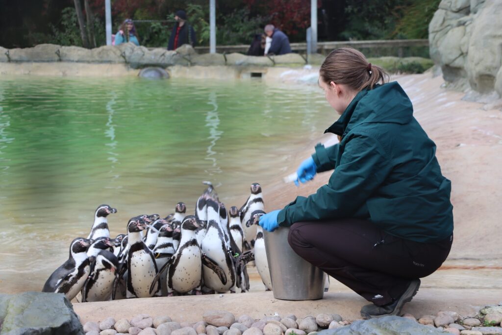 A zookeeper feeding a group of humboldt penguins at Lotherton Wildlife World