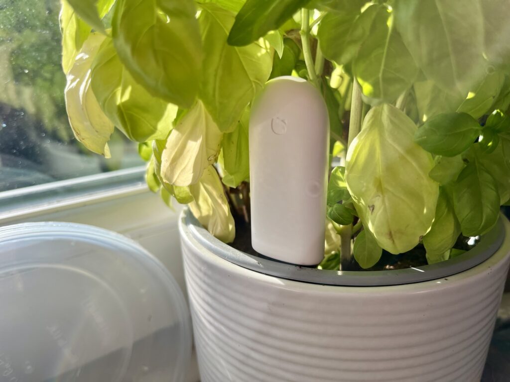 A photo of the HHCC Bluetooth Smart Flower Monitor, inside a white plant pot and under the leaves of a basil plant.
