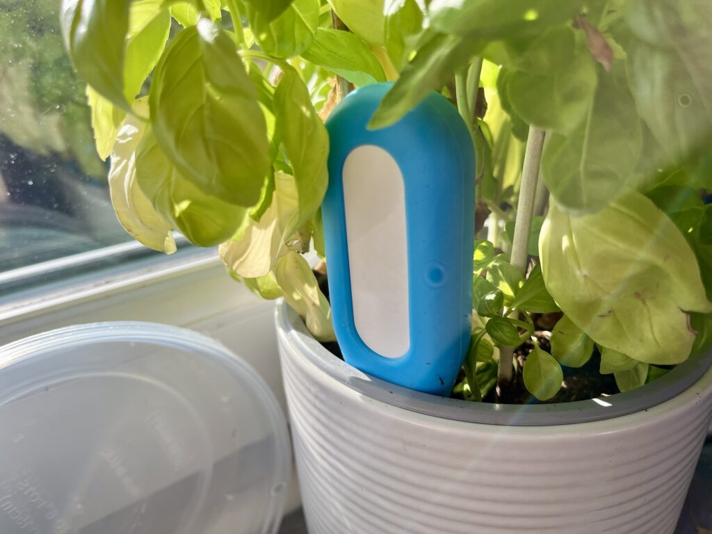 A Zigbee plant monitor, which is white, oblong shaped and has light blue edging, sat in a white plant pot next to a basil plant.