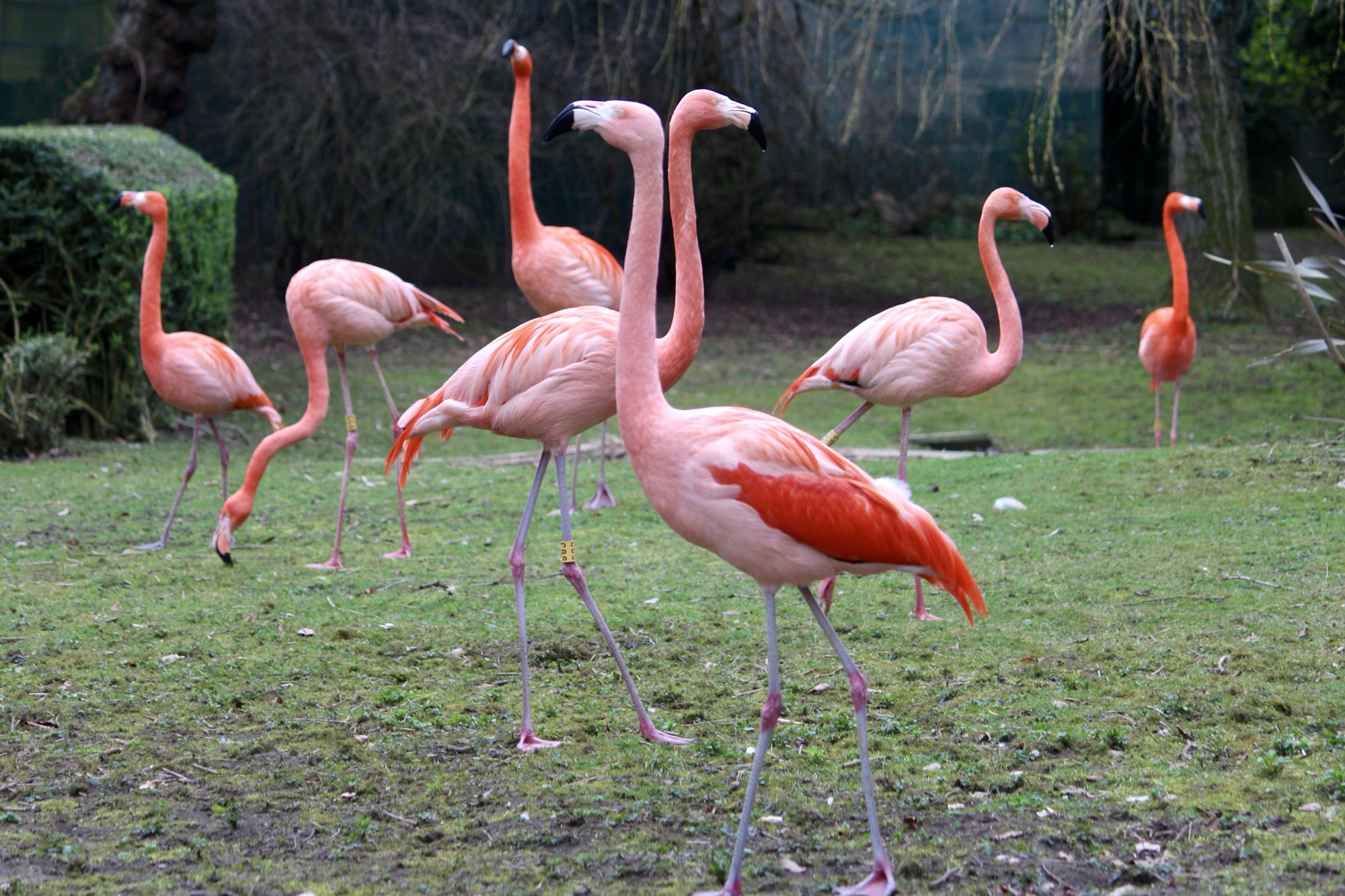 A photo of flamingoes at Lotherton Hall Bird Garden