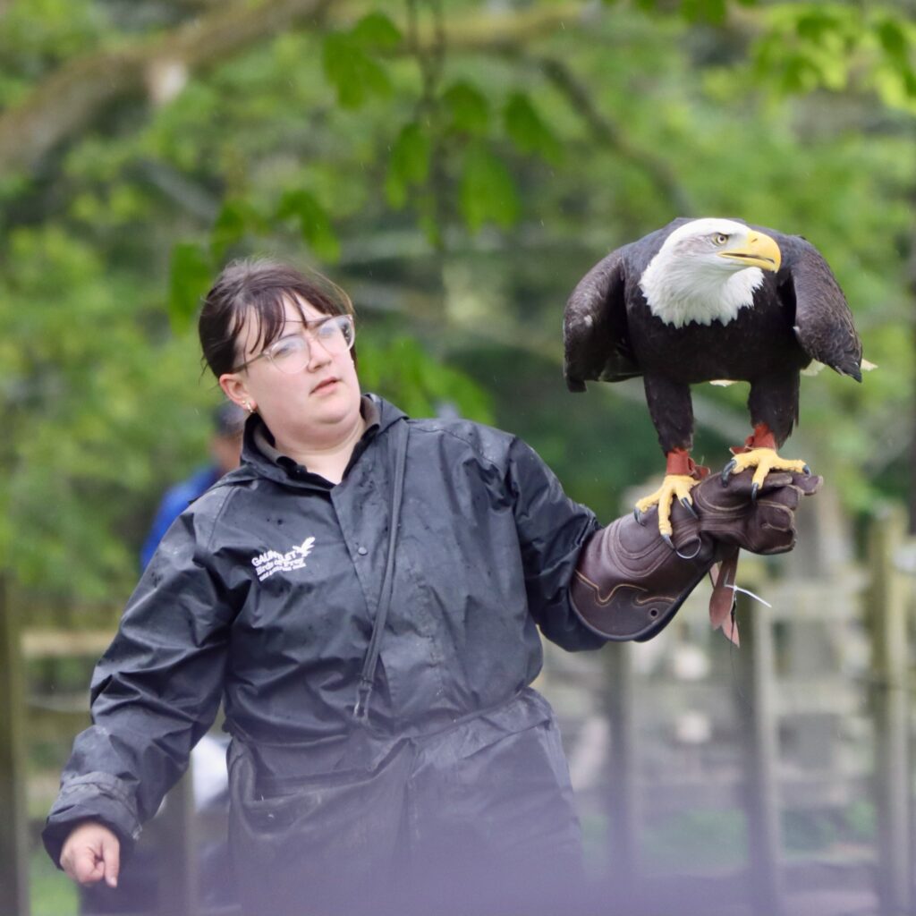 A zookeeper at Knowsley Safari Park holding a bald eagle during a falconry display