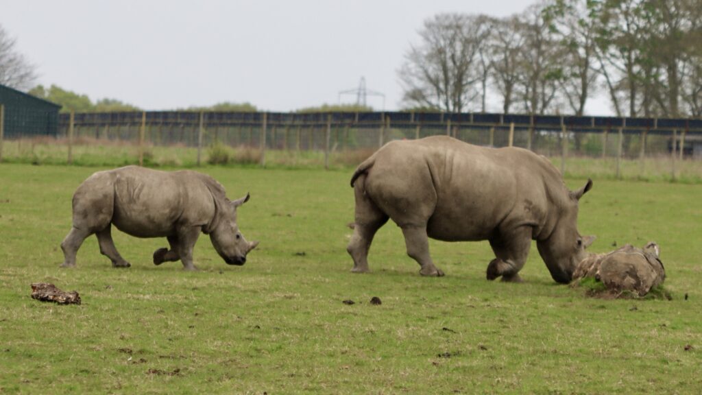 A pair of white rhinos at Knowsley Safari Park