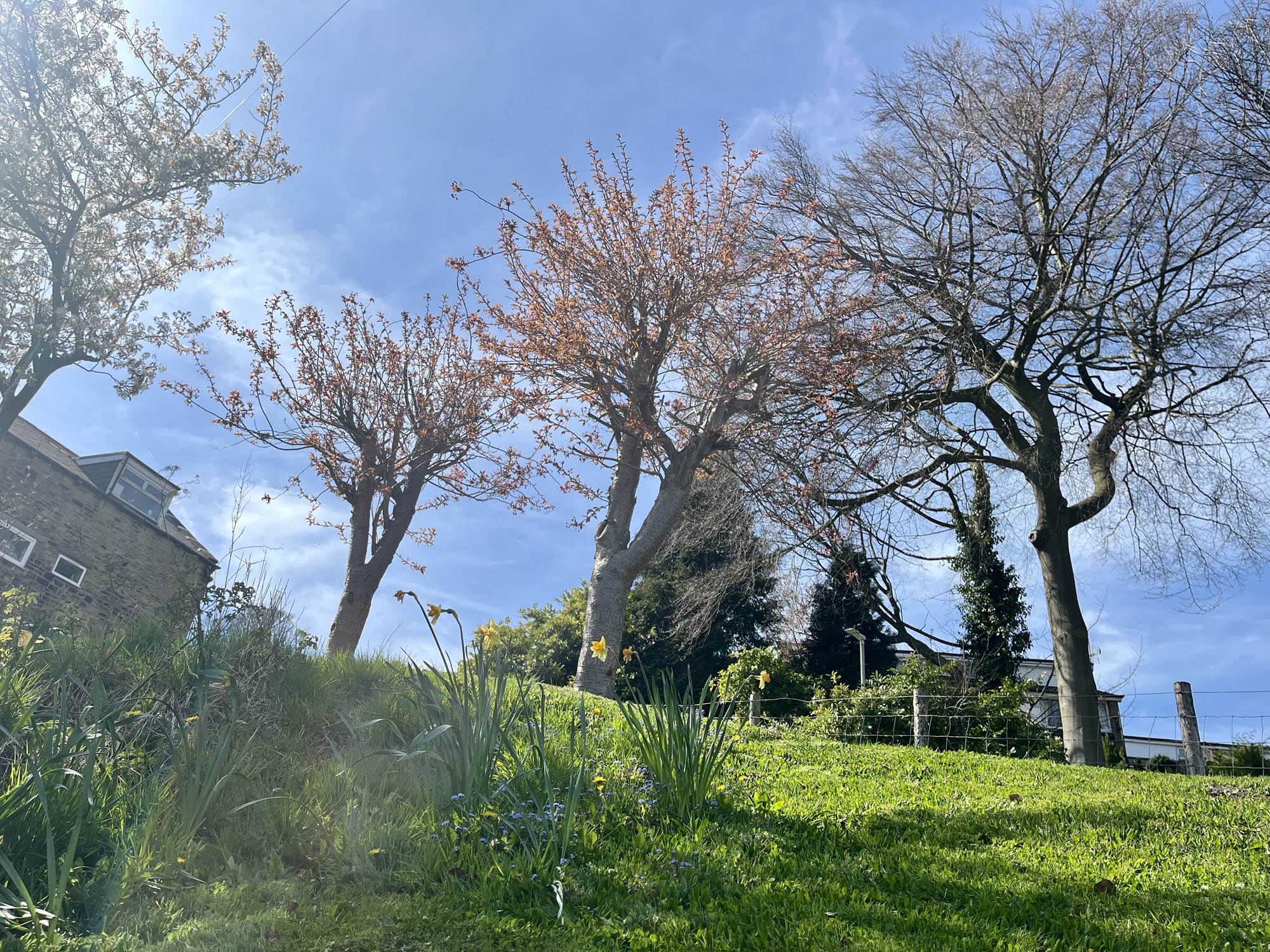 A photo of some trees with plenty of blossom