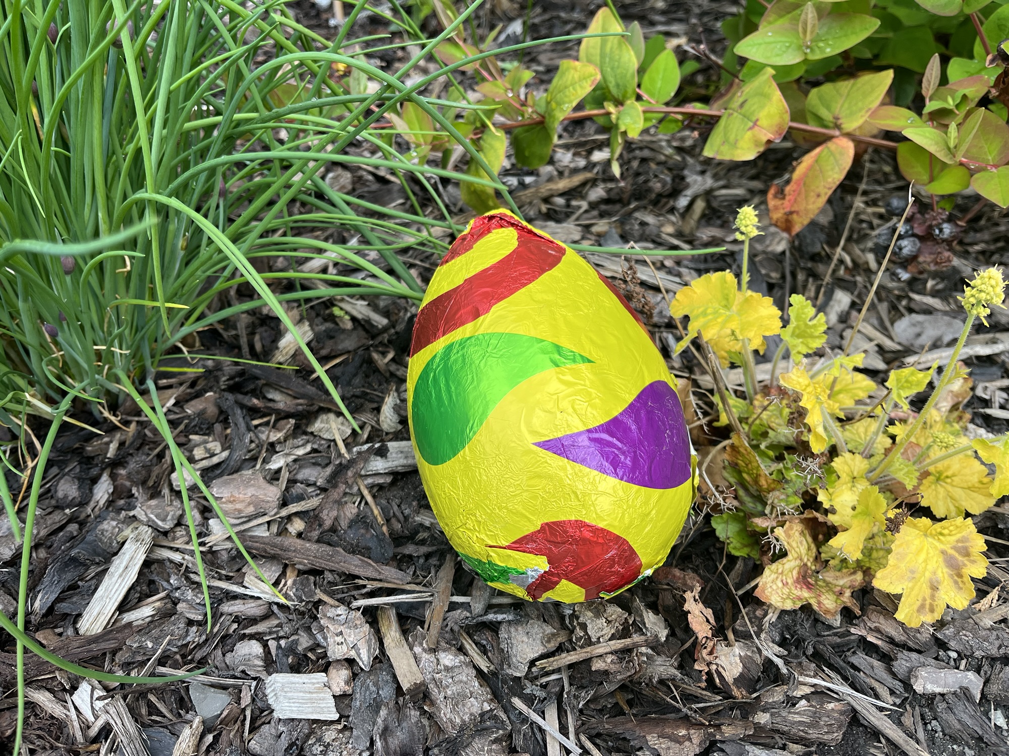 A brightly-coloured foil-wrapped Easter Egg sat in a garden border.