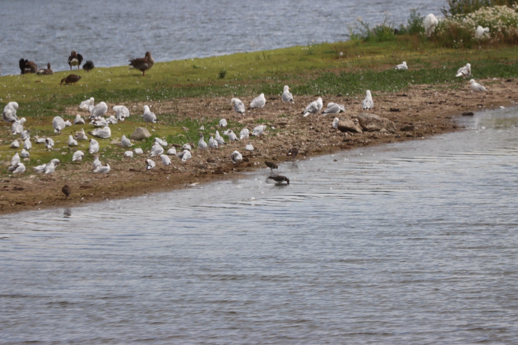 A photo of some birds at RSPB Conwy