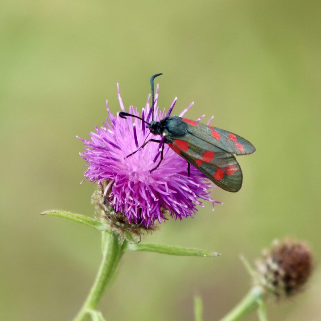 A photo of a six-spot burnet at RSPB Conwy