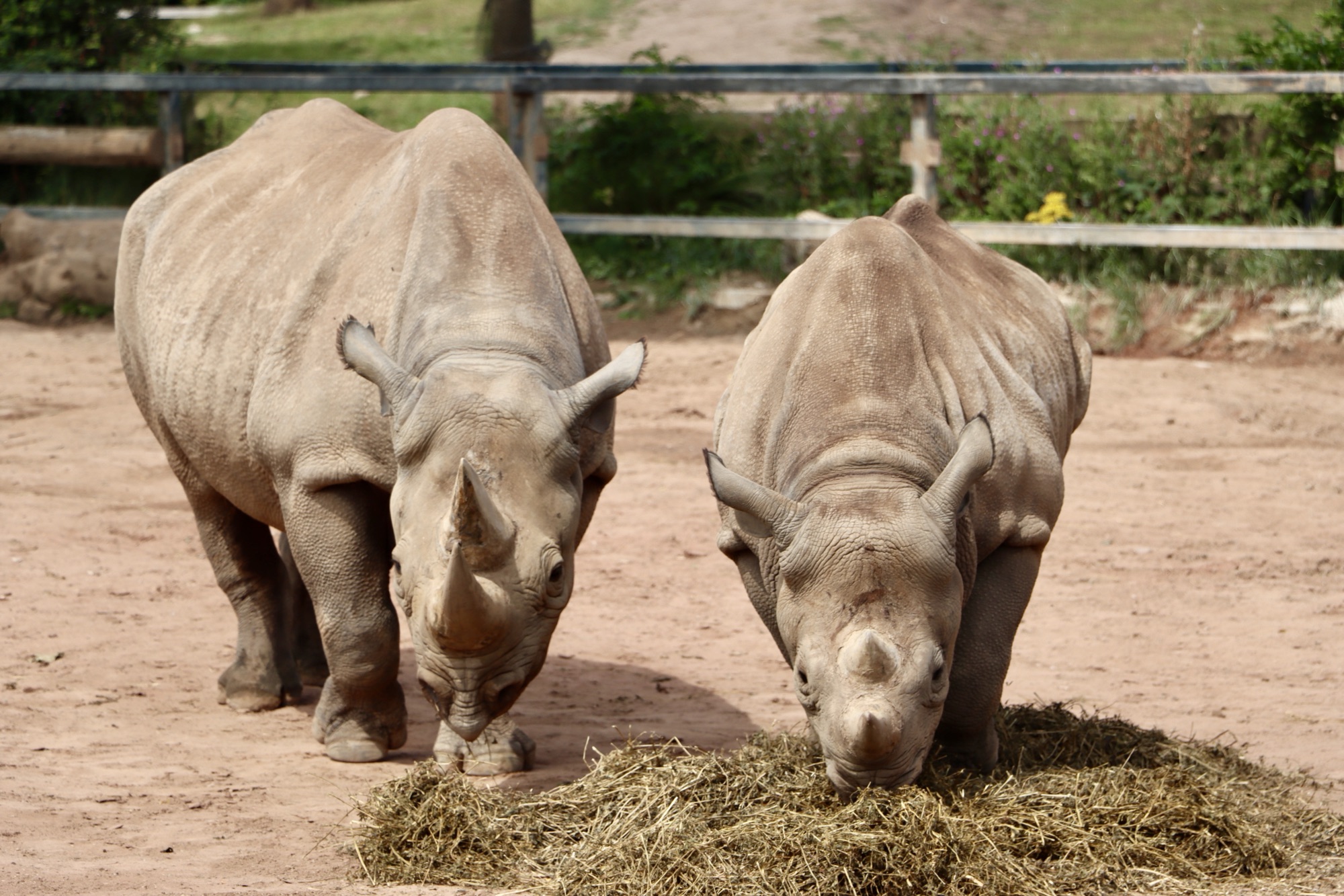 A pair of rhinos at Chester Zoo