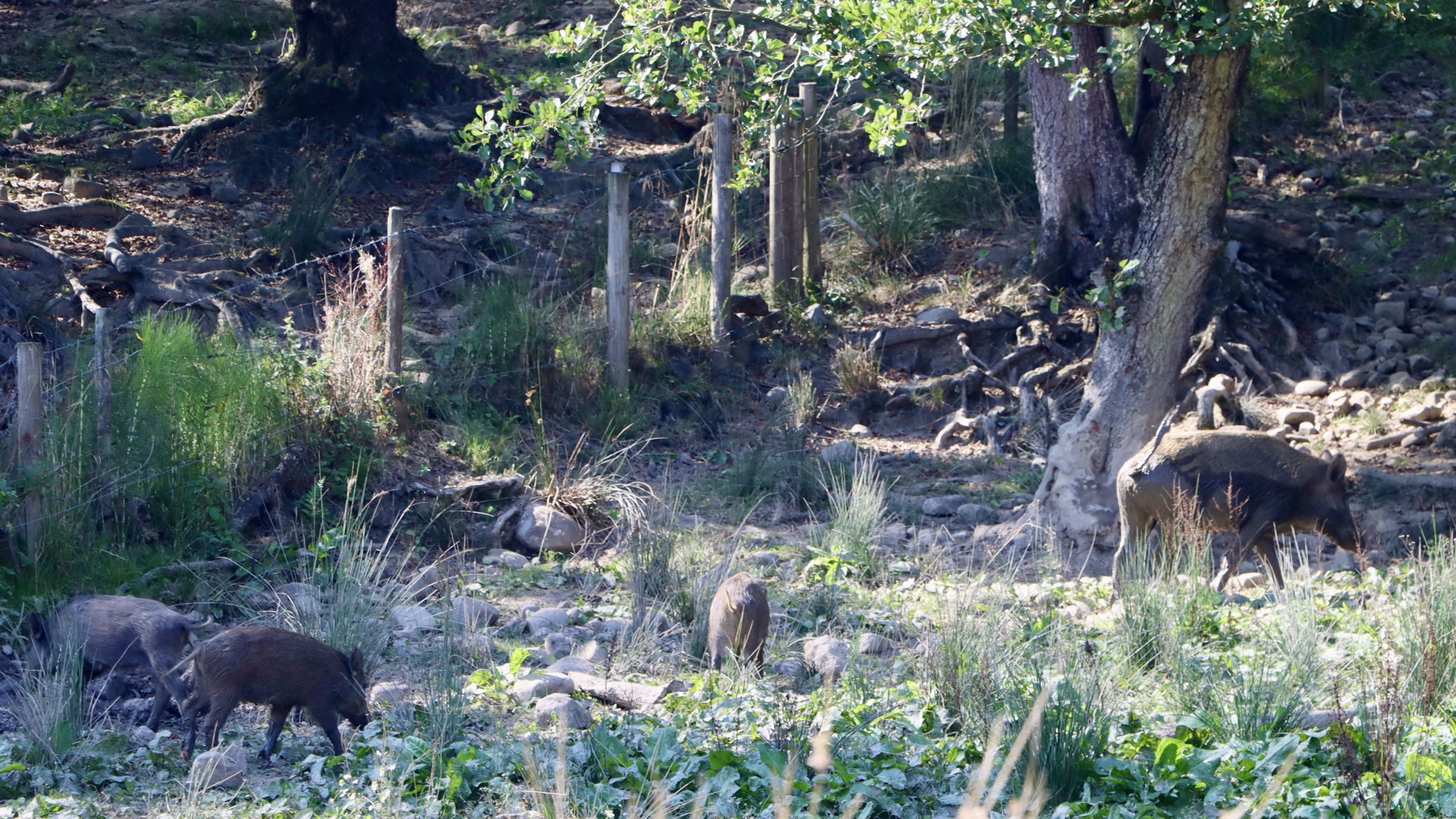 A photo of some wild boar at the Bowland Wild Boar Park