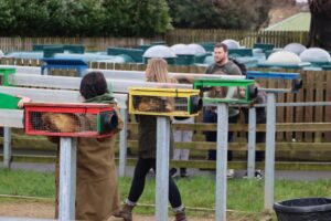 A photo of the start of a ferret race at Cannon Hall Farm