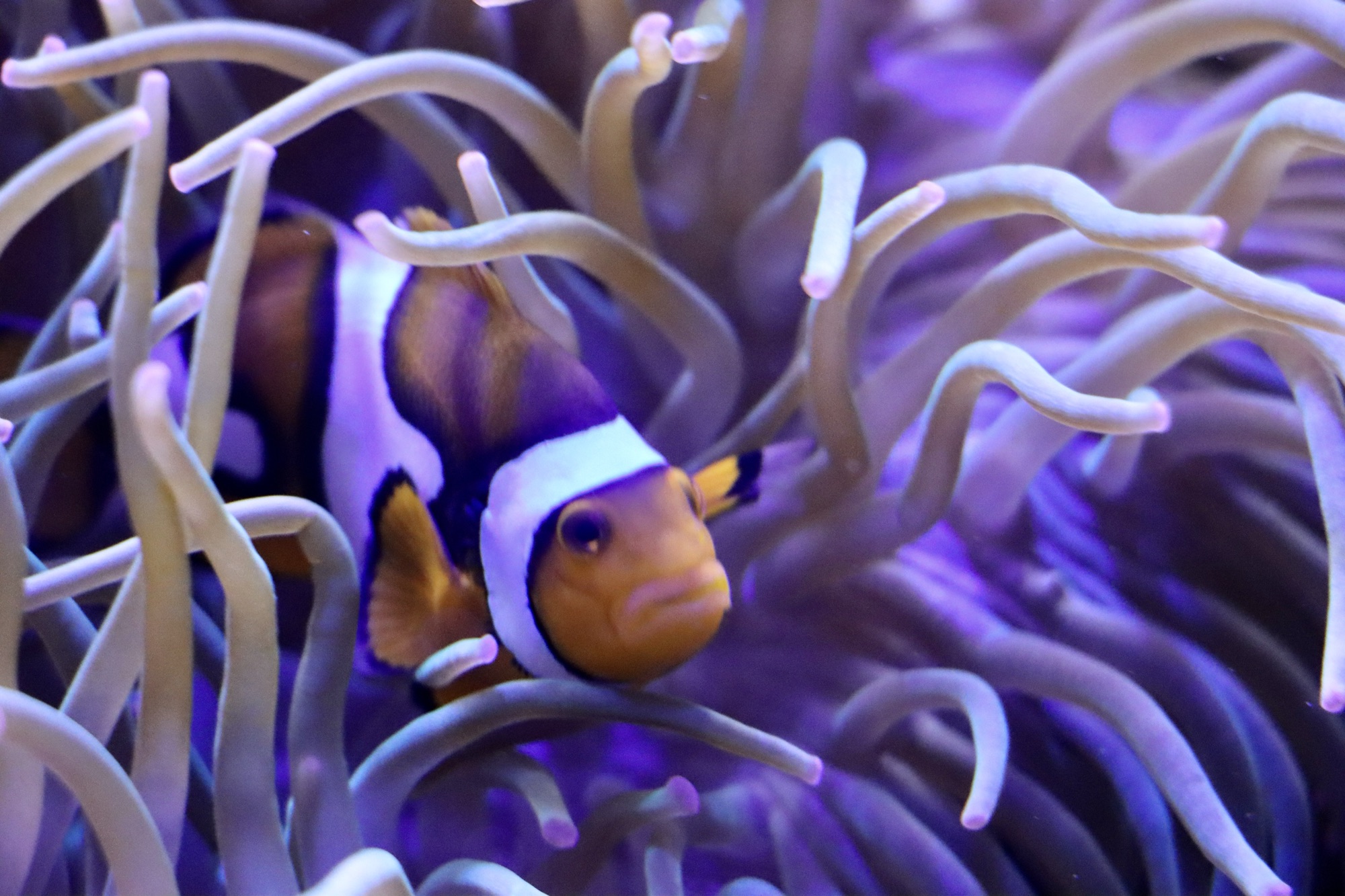 A photo of a clownfish in an aquarium. The French refer to an April Fool as 'un poisson d'Avril', which translates as an April Fish.